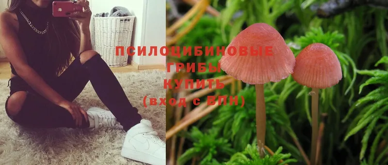 Псилоцибиновые грибы Psilocybine cubensis Всеволожск